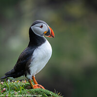Buy canvas prints of The Cute Puffin on an Isolated Cliff by Rick Bowden