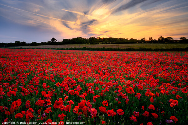 Poppy Sunset Picture Board by Rick Bowden