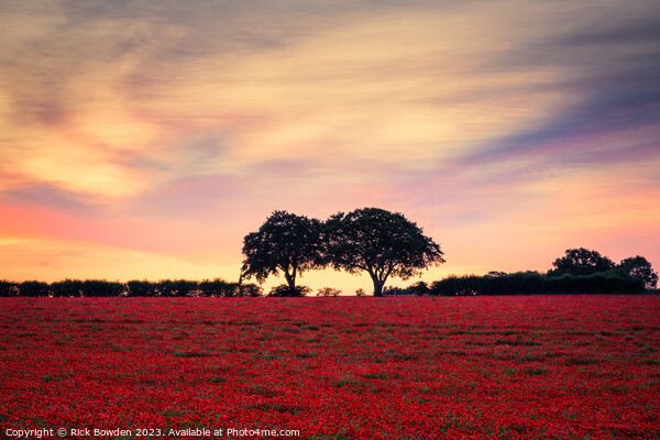 Two Tree Poppy Field Picture Board by Rick Bowden