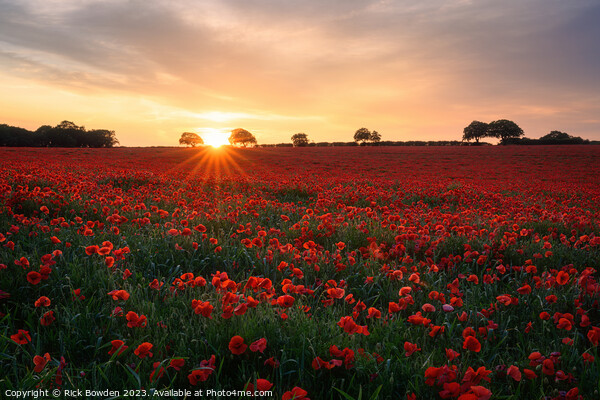 Radiant Poppy Field Picture Board by Rick Bowden