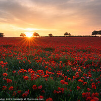 Buy canvas prints of Radiant Poppy Field by Rick Bowden
