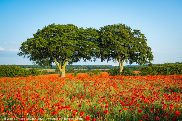 Poppy Trees Picture Board by Rick Bowden