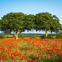 Buy canvas prints of Poppy Trees by Rick Bowden