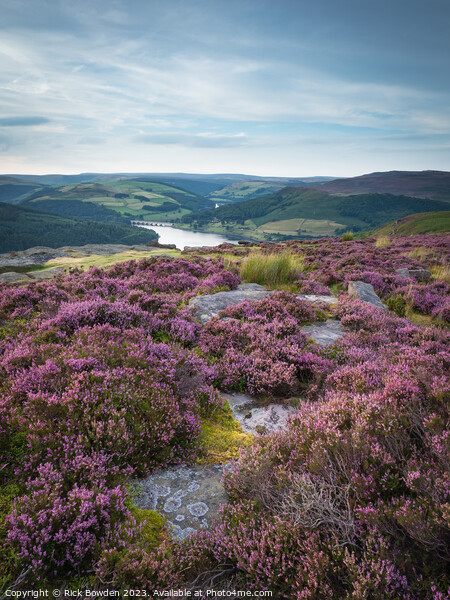 Summer's Glory on Bamford Edge Picture Board by Rick Bowden