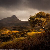Buy canvas prints of Stach Pollaidh Tree by Rick Bowden