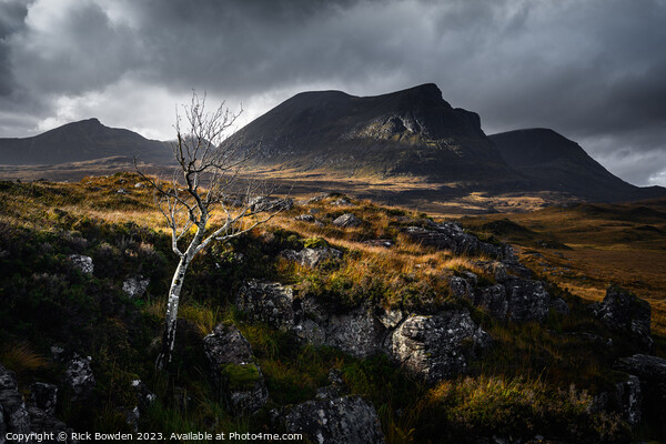 Quinag Tree Picture Board by Rick Bowden