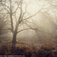 Buy canvas prints of Woodland Dream by Rick Bowden