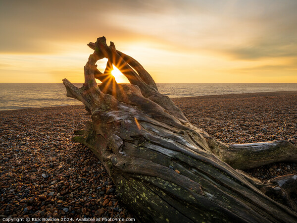 Aldeburgh DriftWood Picture Board by Rick Bowden