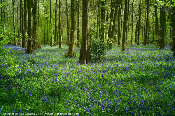 Bluebell Woods Picture Board by Rick Bowden