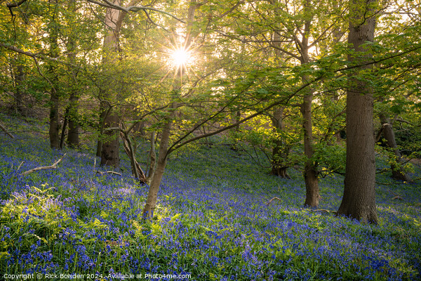 Bluebell Sun Star Picture Board by Rick Bowden