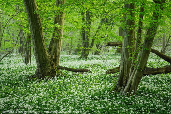 Wild Garlic Woods Picture Board by Rick Bowden
