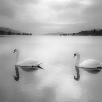 Buy canvas prints of Majestic Swans Glide on Coniston Water by Rick Bowden