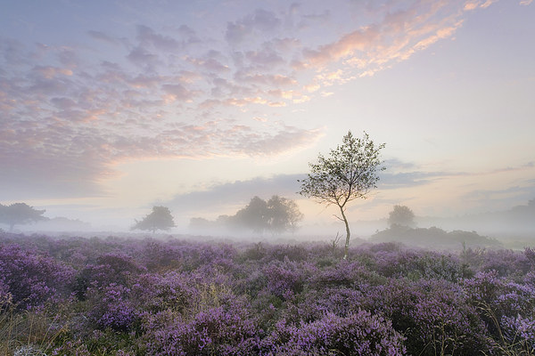 Tranquil Misty Sunrise on Westleton Heath Picture Board by Rick Bowden