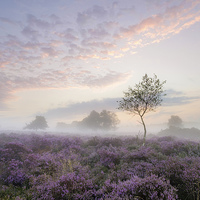 Buy canvas prints of Tranquil Misty Sunrise on Westleton Heath by Rick Bowden