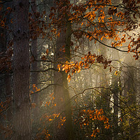Buy canvas prints of Woodland, Norfolk by Rick Bowden