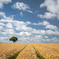 Buy canvas prints of Summer Field and Tree by Rick Bowden