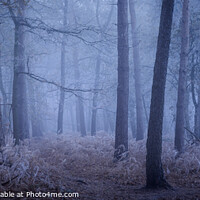 Buy canvas prints of Enchanting Winter Wonderland by Rick Bowden