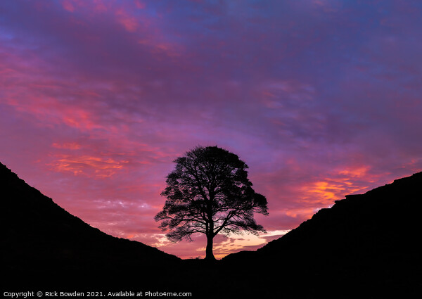 Majestic Sunrise at Sycamore Gap Picture Board by Rick Bowden