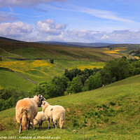 Buy canvas prints of Swaledale Yorkshire Dales by Rick Bowden