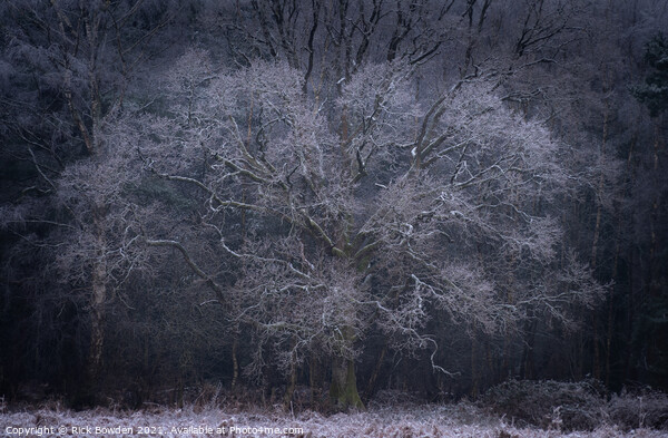 Frost Tree Norwich Norfolk Picture Board by Rick Bowden