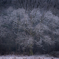 Buy canvas prints of Frost Tree Norwich Norfolk by Rick Bowden