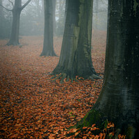 Buy canvas prints of Forest Floor Norwich Norfolk by Rick Bowden