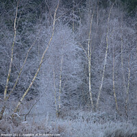 Buy canvas prints of White Birches Norwich Norfolk by Rick Bowden