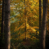 Buy canvas prints of Radiant Beech Tree by Rick Bowden