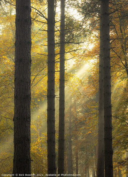 Light Through the Woods Norfolk Picture Board by Rick Bowden