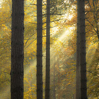 Buy canvas prints of Light Through the Woods Norfolk by Rick Bowden