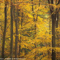 Buy canvas prints of Beeches Norwich Norfolk by Rick Bowden