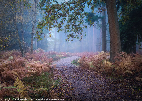 Misty Journey through Drayton Drewery Woods Picture Board by Rick Bowden