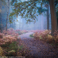 Buy canvas prints of Misty Journey through Drayton Drewery Woods by Rick Bowden