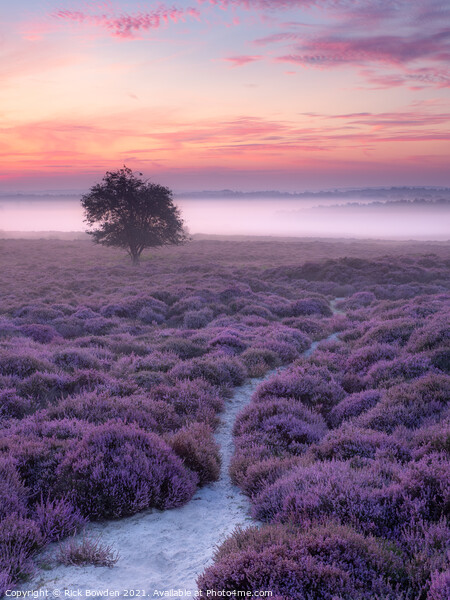 Misty sunrise on Roydon Common Picture Board by Rick Bowden