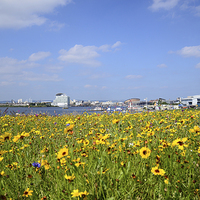 Buy canvas prints of  Cardiff Bay, Wales with flowers in foreground by Jonathan Evans