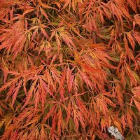 Buy canvas prints of  Maple Leaves in Autumn by Jonathan Evans