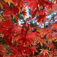 Buy canvas prints of Maple leaves in the autumn by Jonathan Evans