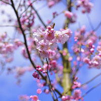 Buy canvas prints of Springtime Blossom  by Jonathan Evans