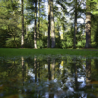 Buy canvas prints of Trees and reflection in a puddle by Jonathan Evans