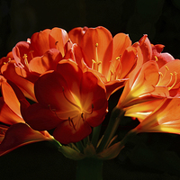 Buy canvas prints of Beautifull flower back light  by Jonathan Evans