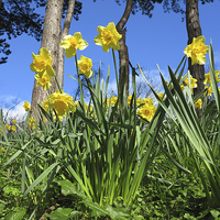 Buy canvas prints of Welsh Daffodils In spring by Jonathan Evans