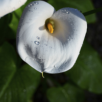 Buy canvas prints of White Lily and water droplets  by Jonathan Evans