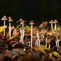 Buy canvas prints of Mushrooms on the forest floor bathed in sun light by Jonathan Evans