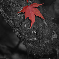 Buy canvas prints of Red maple on branch. Black and white  by Jonathan Evans