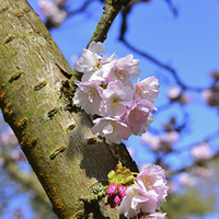 Buy canvas prints of Spring time blossom on branch  by Jonathan Evans
