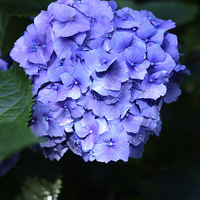 Buy canvas prints of Blue Hydrangea with water droplets on the petals by Jonathan Evans