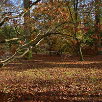 Buy canvas prints of Autumn with Maple trees and leaves by Jonathan Evans