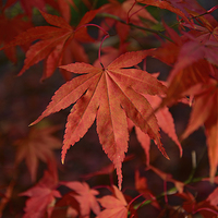 Buy canvas prints of Maple leaves by Jonathan Evans