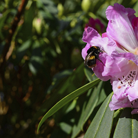 Buy canvas prints of Rhododendron and bumble bee  by Jonathan Evans
