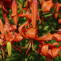 Buy canvas prints of Tiger Lily  by Jonathan Evans